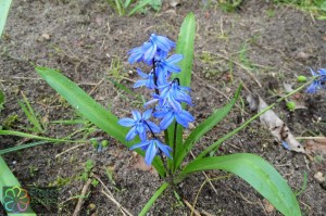 Scilla siberica (4)